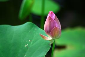 Lotus Dutch Leaf