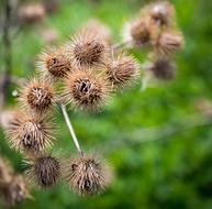 Withered Faded Spring