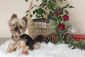 Yorkshire terrier with a basket