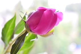 Peony Bud Gentle