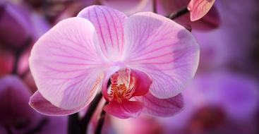 Orchid Flower Blossom