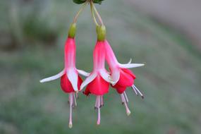 Nature Outdoors Flower