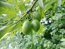 Fruit Maturation Nature Fruiting