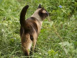 Grass Nature Animals