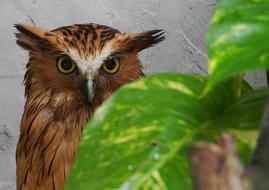 Nature Wildlife Bird