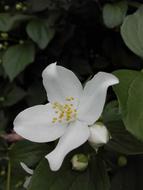 Jasmine Flower White
