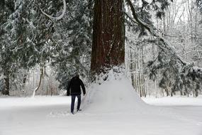 Snow Winter Cold