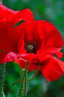 Poppy Red Summer Flower
