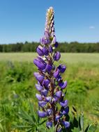 Lupine Flower macro blur