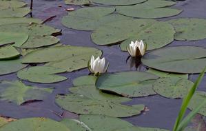 Water Lilies Waters Lake