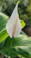 Anthurium White Danger To Cats