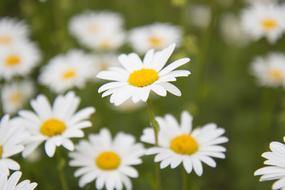 Daisy Meadow Summer