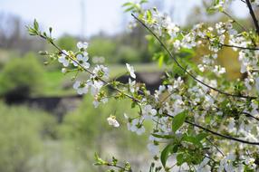 cherry blossom garden green beautiful