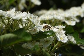Nature Flower Plant