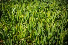Grass Green Nature