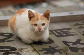 Cat spotted white red