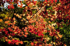 Autumn Leaves The