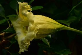 Trumpet Flower Yellow Petal Bloom