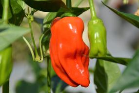 Chili Hot Pepper