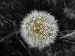 Dandelion Pappus Nature