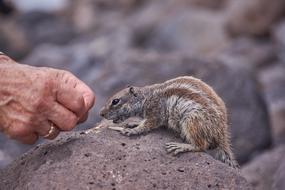 Gophers Feed Handzahm