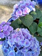 Hydrangeas Hydrangea Plants
