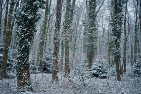 Forest Nature Landscape