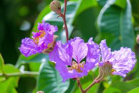 Lagerstroemia Flower Plant Wild