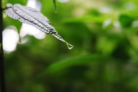 Nature Plant Leaf