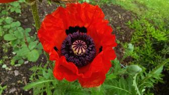 Flower Nature Plant