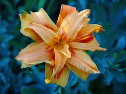 Lily Flower Park