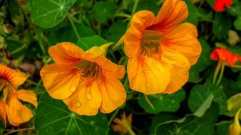 Flowers Flora Yellow