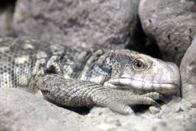 Monitor The Cape Lizard