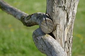Wood