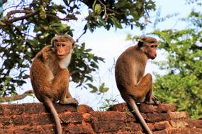 Para Monkey Primates