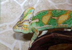 Chameleon Chamaeleo Calyptratus
