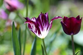 Tulip Flower Spring