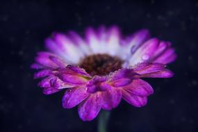 Gerbera Nature Flower