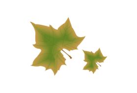 nature leave tree natural green