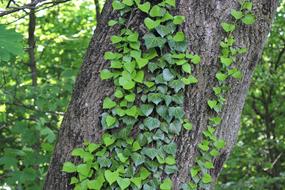 Ivy Tree Green