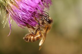 Nature No One Flower