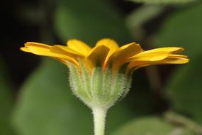 Nature Flower No One