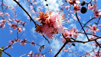Nature Branch Tree Almond