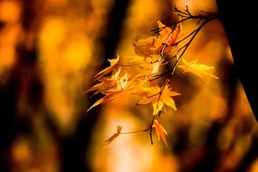 Nature