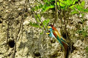 Nature Birds European Bee Eater