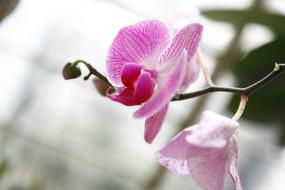 Orchid Phalanopsis