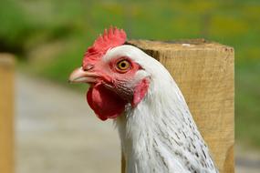White Hen Sussex Laying Lower