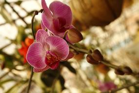 Orchid Phalanopsis