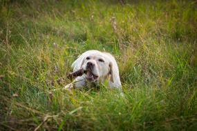 Labrador Animals Lawn
