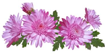 Chrysanthemum Flowers Pink
